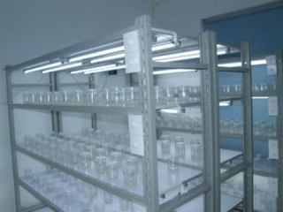 苗木炼苗架,花卉炼苗架,组培室,培养室