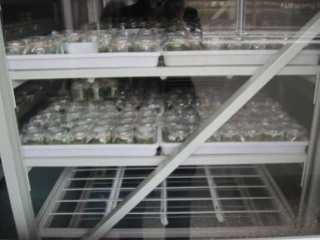 花卉组培架,花卉炼苗架,种子培养架,种子组培架