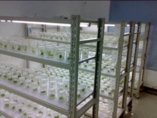 培养架,组培架,炼苗架,种子培养架组培架,苗木炼苗架