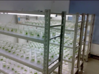 培养架,组培架,炼苗架,种子培养架组培架,苗木炼苗架