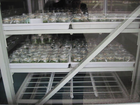 OGP-3培养架,组培架,炼苗架 OGP-3培养架,组培架,炼苗架